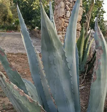 Tenuta La Siesta Галлиполи